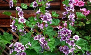 Lutherville Acupuncture Wellness Garden